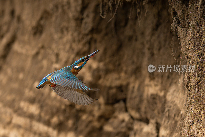 会飞的雄性翠鸟(Alcedo atthis)